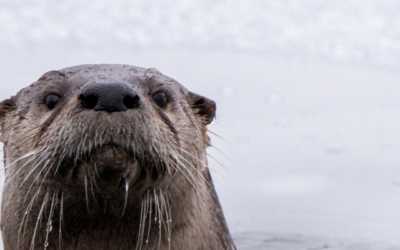 An otter finds love using an online dating site built for him