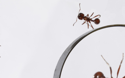 Why are Pest Control Services Important?