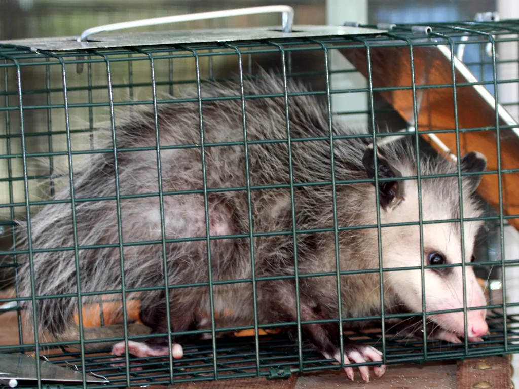 Nuisance Wildlife Management - Opossum