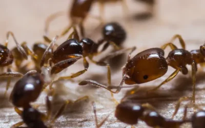 Fire Ants in Florida: A Quick Guide