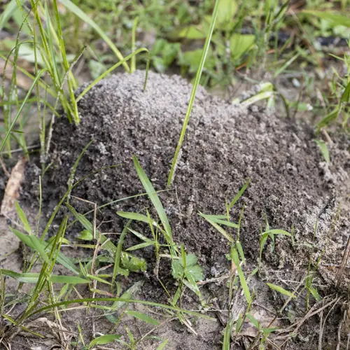 Fire Ants in Florida - Hannan Environmental Services