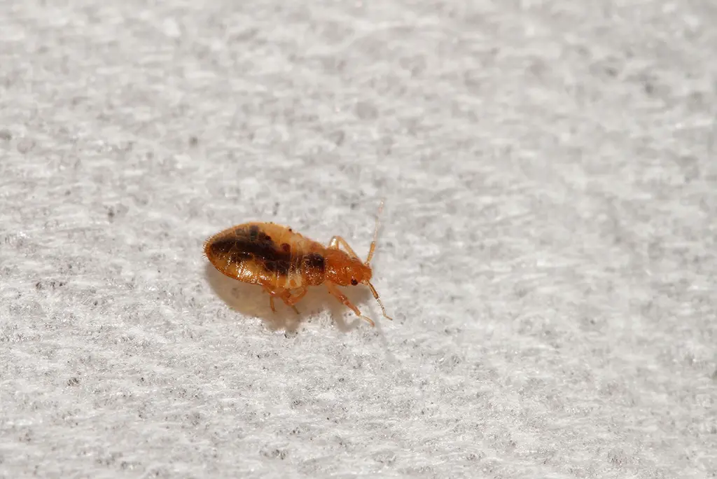 Hannan Environmental Services - Pest Library - Bed Bugs