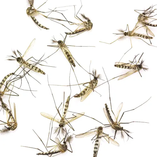The Buzz about Mosquitoes in South Florida - Hannan Environmental Services