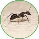 Hannan Environmental Services - Pest Library - Ants