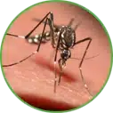 Hannan Environmental Services - Pest Library - Mosquitoes