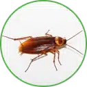 Hannan Environmental Services - Pest Library - Roaches