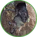 Hannan Environmental Services - Pest Library - Rodents