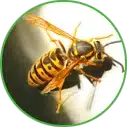 Hannan Environmental Services - Pest Library - Stinging Insects