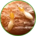 Hannan Environmental Services - Pest Library - Termites