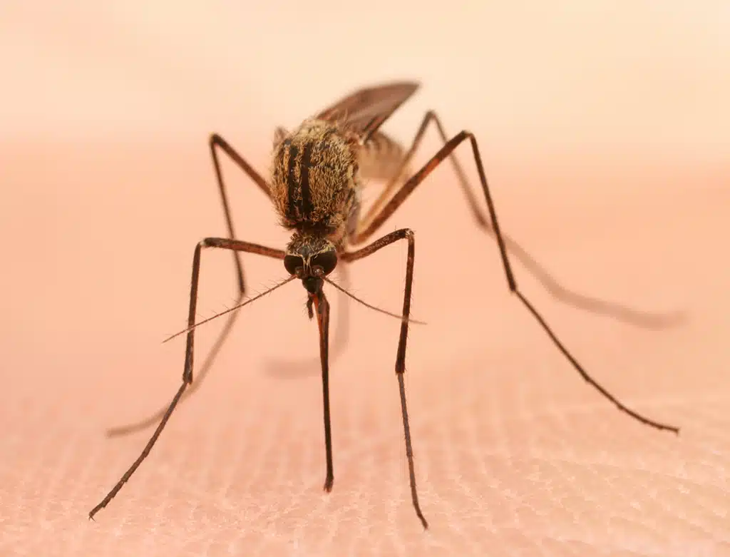 Mosquitos Hannan Environmental Services Blog