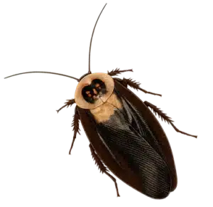 Hannan Pest Library - Death's Head Cockroach