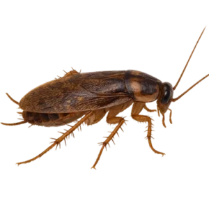 Hannan Pest Library - Field Cockroach