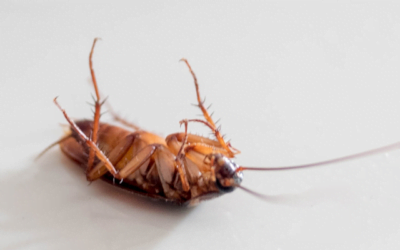 Why do I see more bugs in my house during winter?