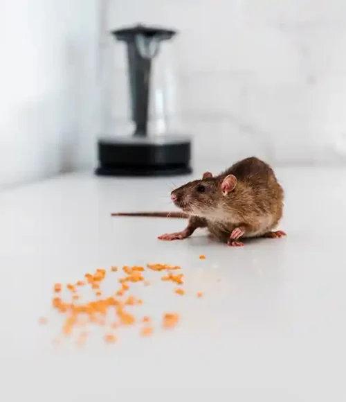 Why is Pest Control Important? Free Inspections