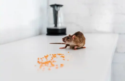 Why is pest control important? Rat on Counter
