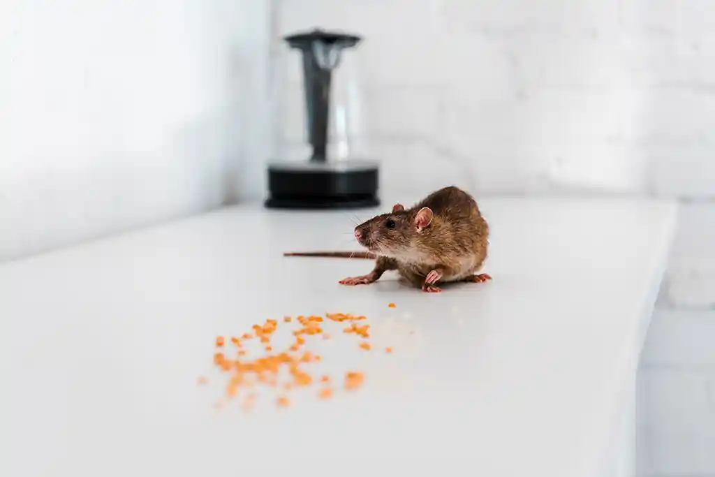 Why is pest control important Rat on Counter