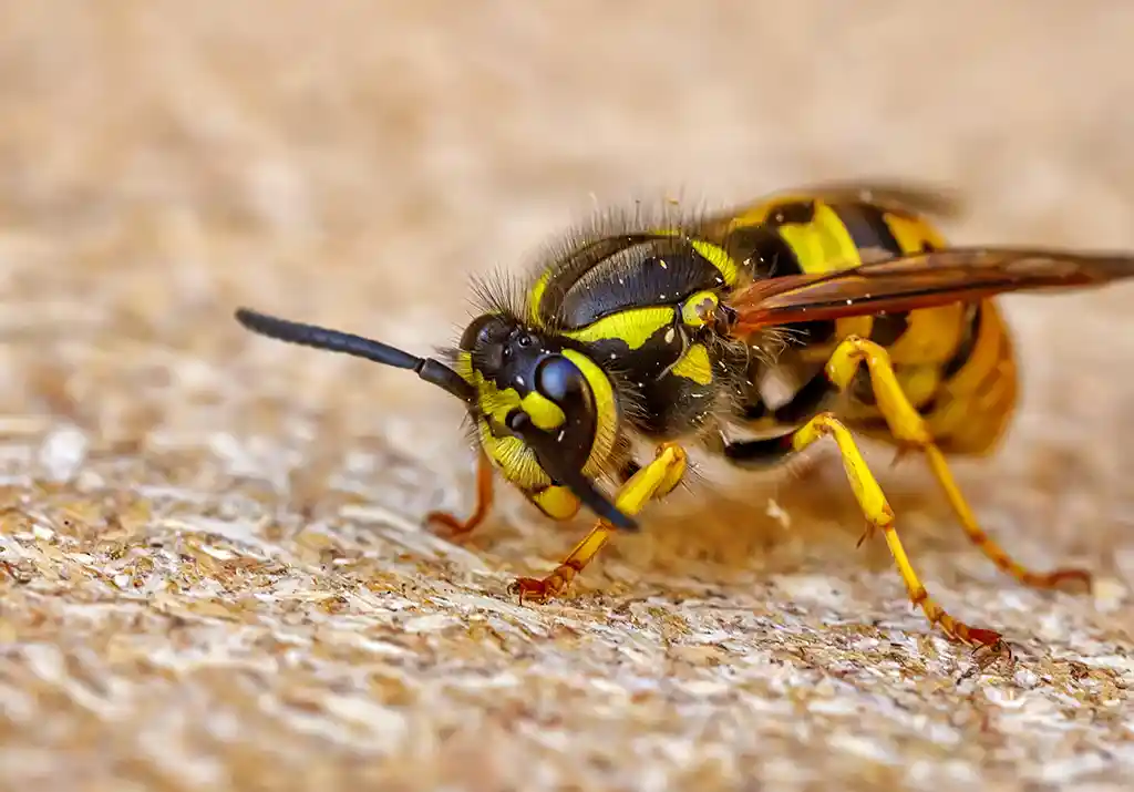 Whypestcontrolisimportant wasp