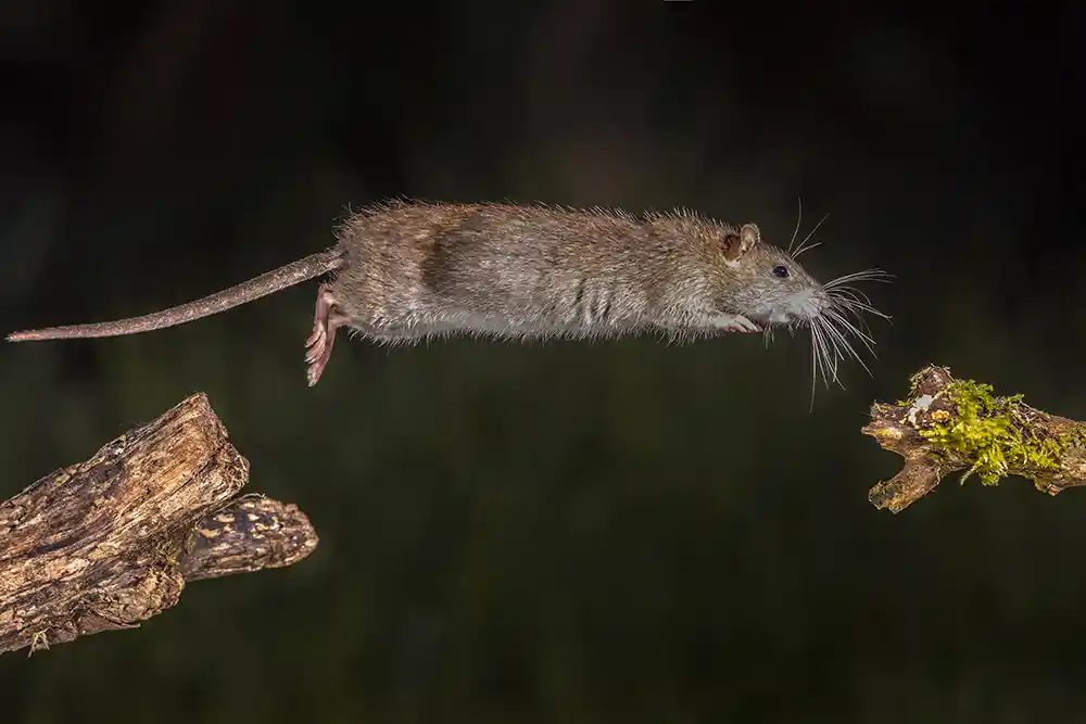 rat jumping