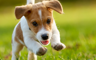 Is Using Pest Control Safe for My Pets?