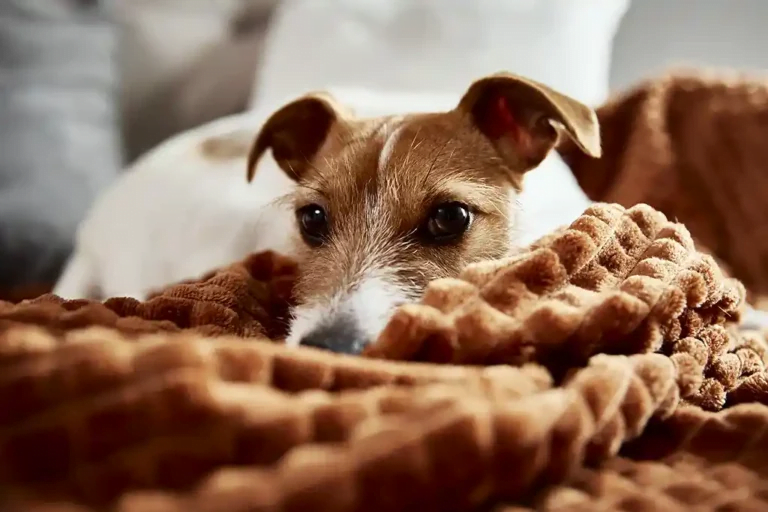 Is Pest Control Safe for My Pets?