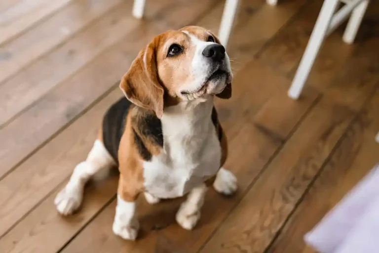 Jupiter Pest Control - Pet Friendly Jupiter Pest Control
