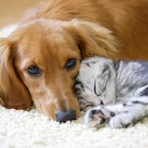 How to spot and safely remove ticks from your pet