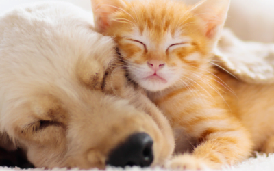 How to spot and safely remove ticks from your pet
