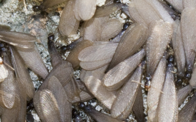 Why Do You Need a Termite Inspection?