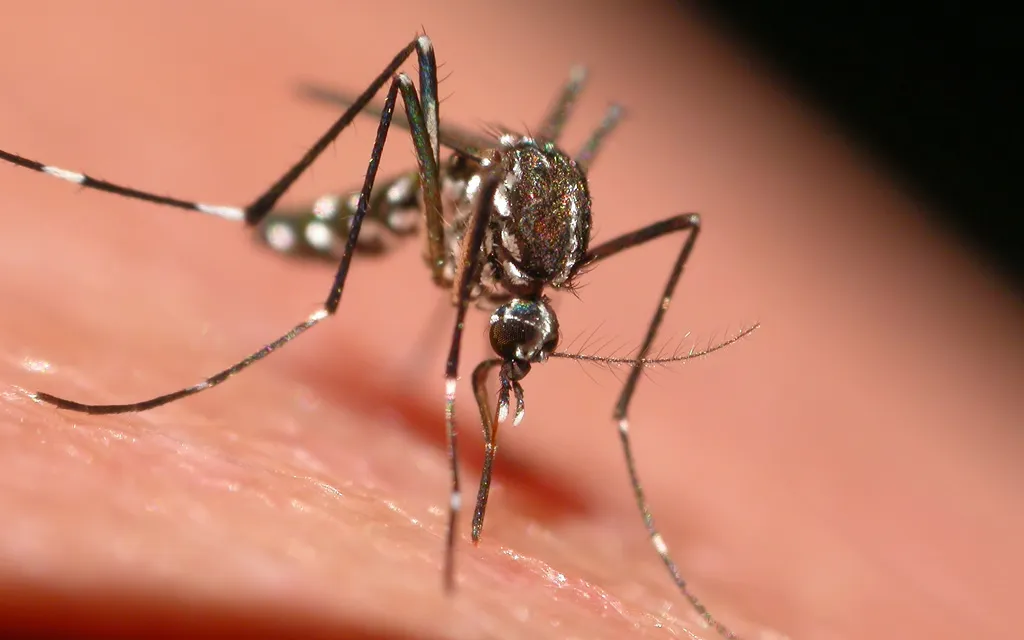 Professional eco-friendly mosquito control treatment in Port St. Lucie Professional eco-friendly mosquito control treatment in Port St. Lucie