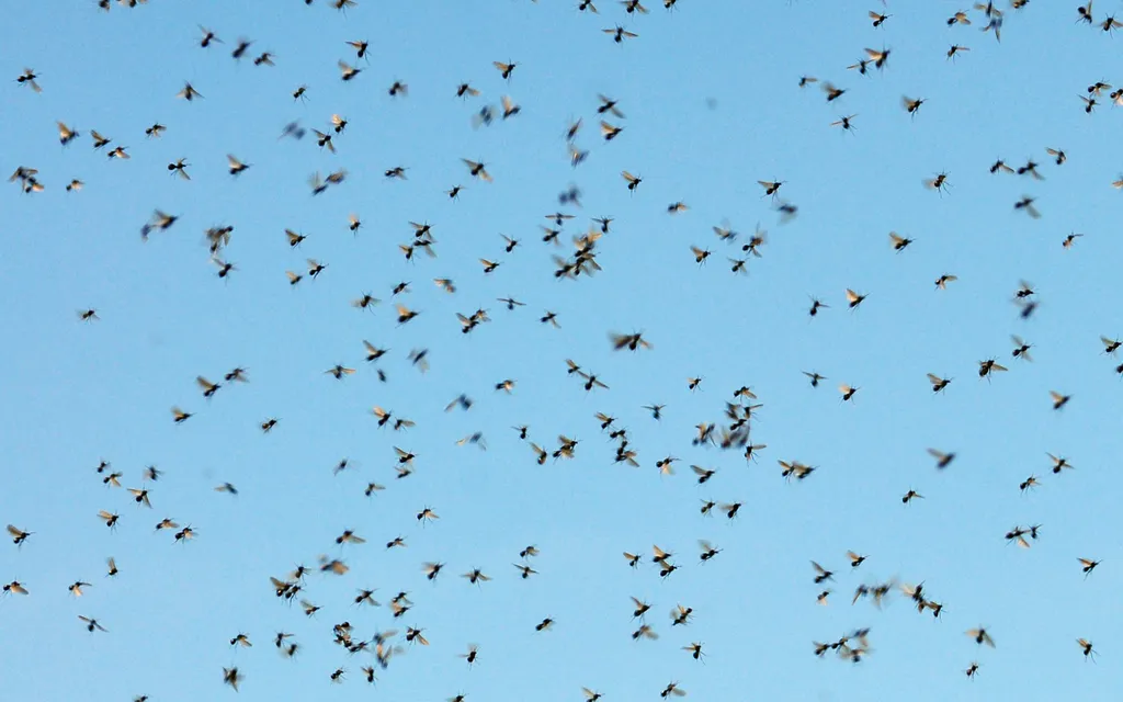 Hannan Environmental Services - Mosquito Control Hannan Environmental Services - Mosquito Control