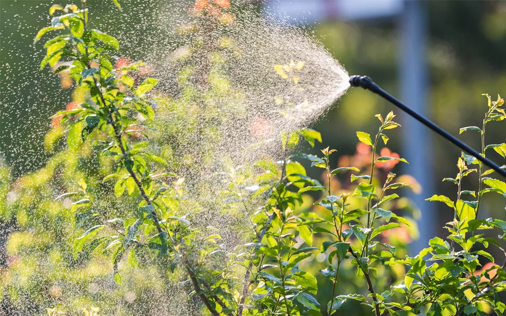 Expert shrub care and pest prevention for Treasure Coast landscapes Expert shrub care and pest prevention for Treasure Coast landscapes