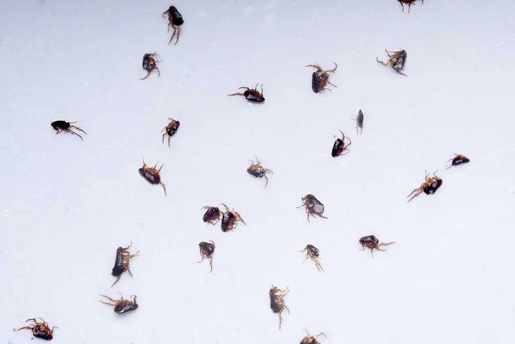 Fleas