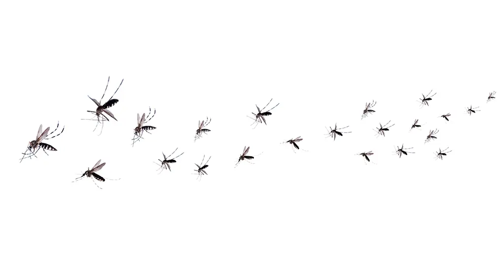 Mosquitoes