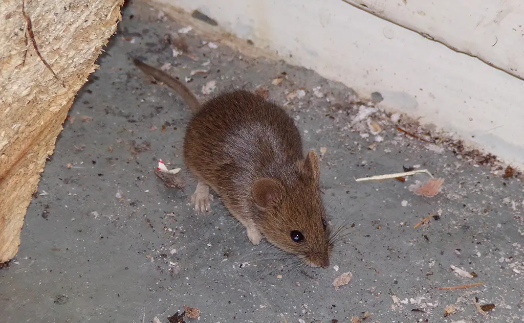 Rodents