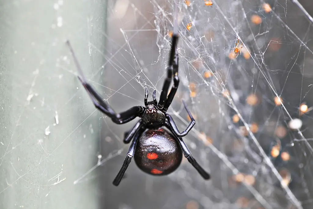 Spiders