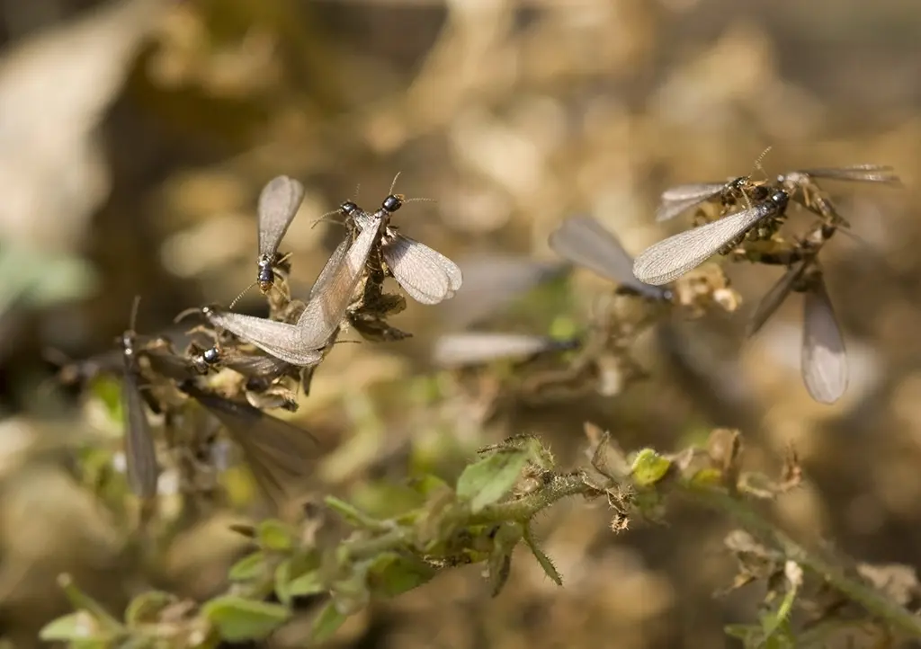 Termites