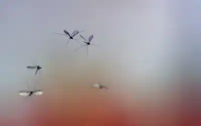 Buzz about Mosquitoes in South Florida