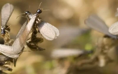 Understanding Termites in Florida