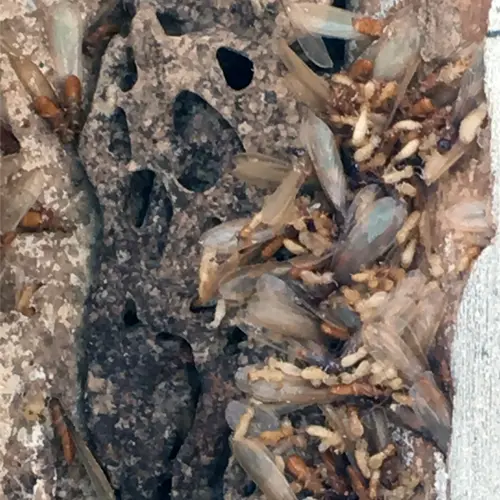 Hannan Rnvironmental Services - Understanding Termites in Florida