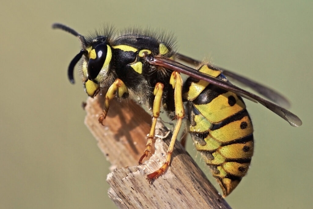 Stinging Insects