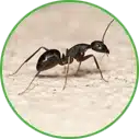 Hannan Environmental Services - Pest Library - Ants Hannan Environmental Services - Pest Library - Ants