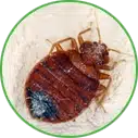 Hannan Environmental Services - Pest Library - Bed Bugs Hannan Environmental Services - Pest Library - Bed Bugs