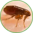 Hannan Environmental Services - Pest Library - Fleas Hannan Environmental Services - Pest Library - Fleas