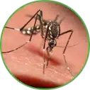 Hannan Environmental Services - Pest Library - Mosquitoes Hannan Environmental Services - Library - Mosquitoes