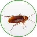 Hannan Environmental Services - Pest Library - Roaches Hannan Environmental Services - Pest Library - Roaches