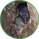 Hannan Environmental Services - Pest Library - Rodents Hannan Environmental Services - Library - Rodents
