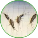 Hannan Environmental Services - Pest Library - Silverfish Hannan Environmental Services - Pest Library - Silverfish