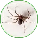 Hannan Environmental Services - Pest Library - Spiders Hannan Environmental Services - Library - Spiders