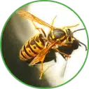 Hannan Environmental Services - Pest Library - Stinging Insects Hannan Environmental Services - Pest Library - Stinging Insects
