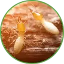 Hannan Environmental Services - Pest Library - Termite Hannan Environmental Services - Pest Library - Termites
